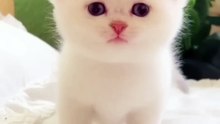 Cat_🐈___cute_baby_🐥_laughing_video_#funnyvideo_#cutebaby_#comedy_#laugh_#shorts(1440p60)