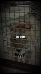 iger Vibes: Lone Wolf or Mating Call?