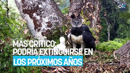 El depredador más mortífero de la naturaleza enfrenta su momento más crítico: podría extinguirse en los próximos años