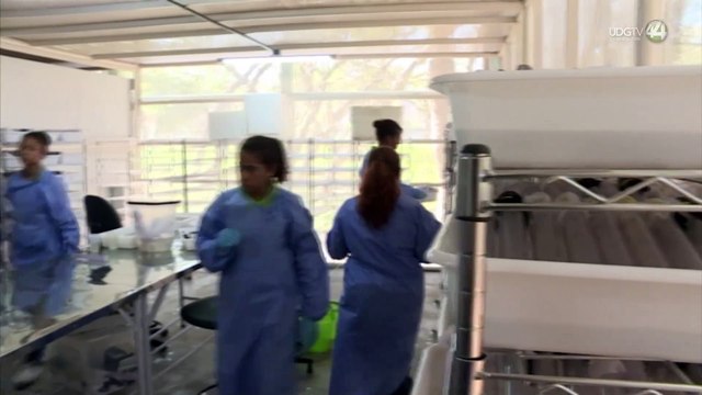 Jalisco reporta 14 muertes en estudio para determinar si fue a causa del dengue