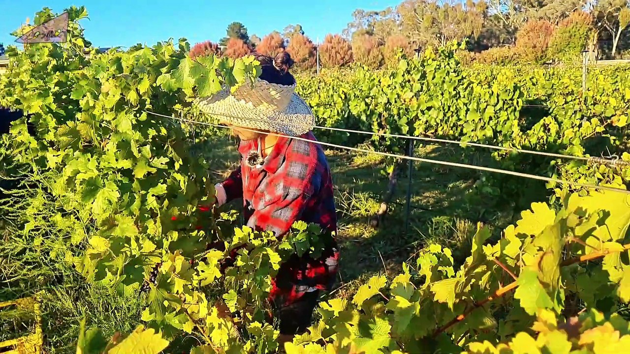 Fruit-Forward Fermentation: The Small-Town Brewer Crafting Bathurst's Barrel-Aged Treasures