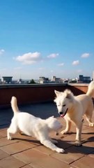 🐾 Playful Cat & Dog on Rooftop Fun! 🐶🐱 #funnycats #kitten #funnypets #cutecat #catplay #ytshorts