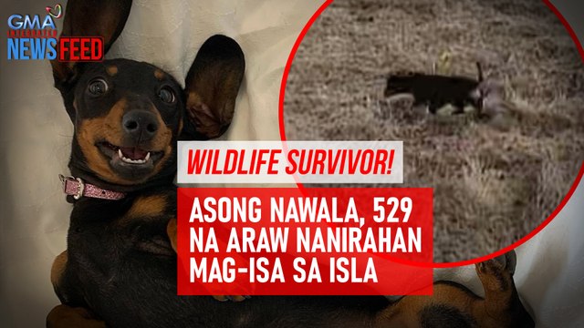 Wildlife survivor! Asong nawala, 529 na araw nanirahan mag-isa sa isla | GMA Integrated Newsfeed