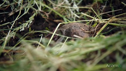 Hui Feng Hao Huang Jin Da Feng Bao | show | 1980| S3 | Official Trailer