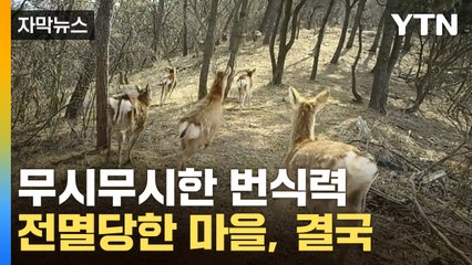 [자막뉴스] 길러볼까 하다가 마을 산산조각...인간보다 많아지며 '속수무책' / YTN