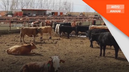Mexico tidak akan tunduk kepada penggantungan import lembu AS