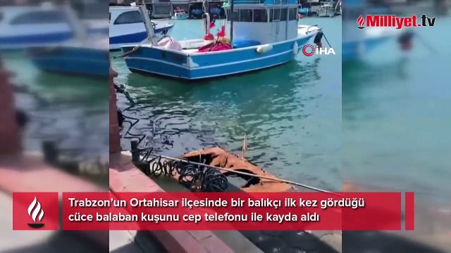 İlk kez gördü, cep telefonu ile kayda aldı! ‘Bu nasıl bir şey böyle’