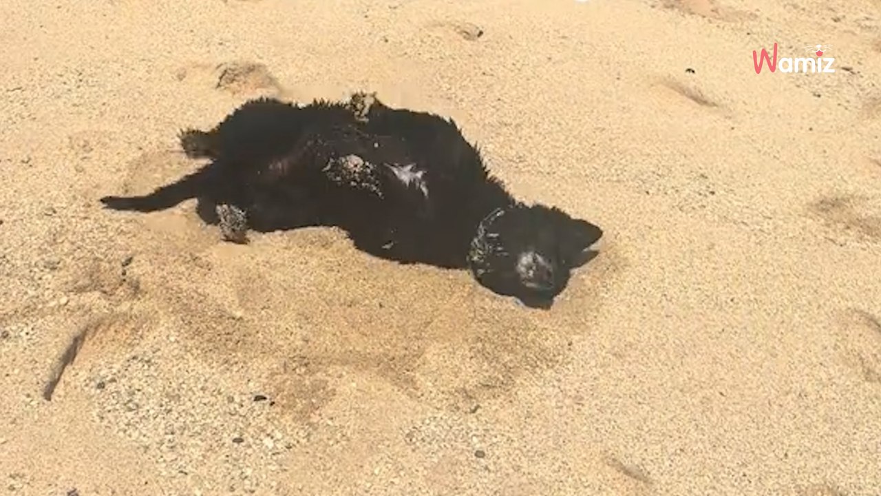 Spotkała samotnego psa na plaży. Jego obroża ujawniła zaskakującą niespodziankę (video)