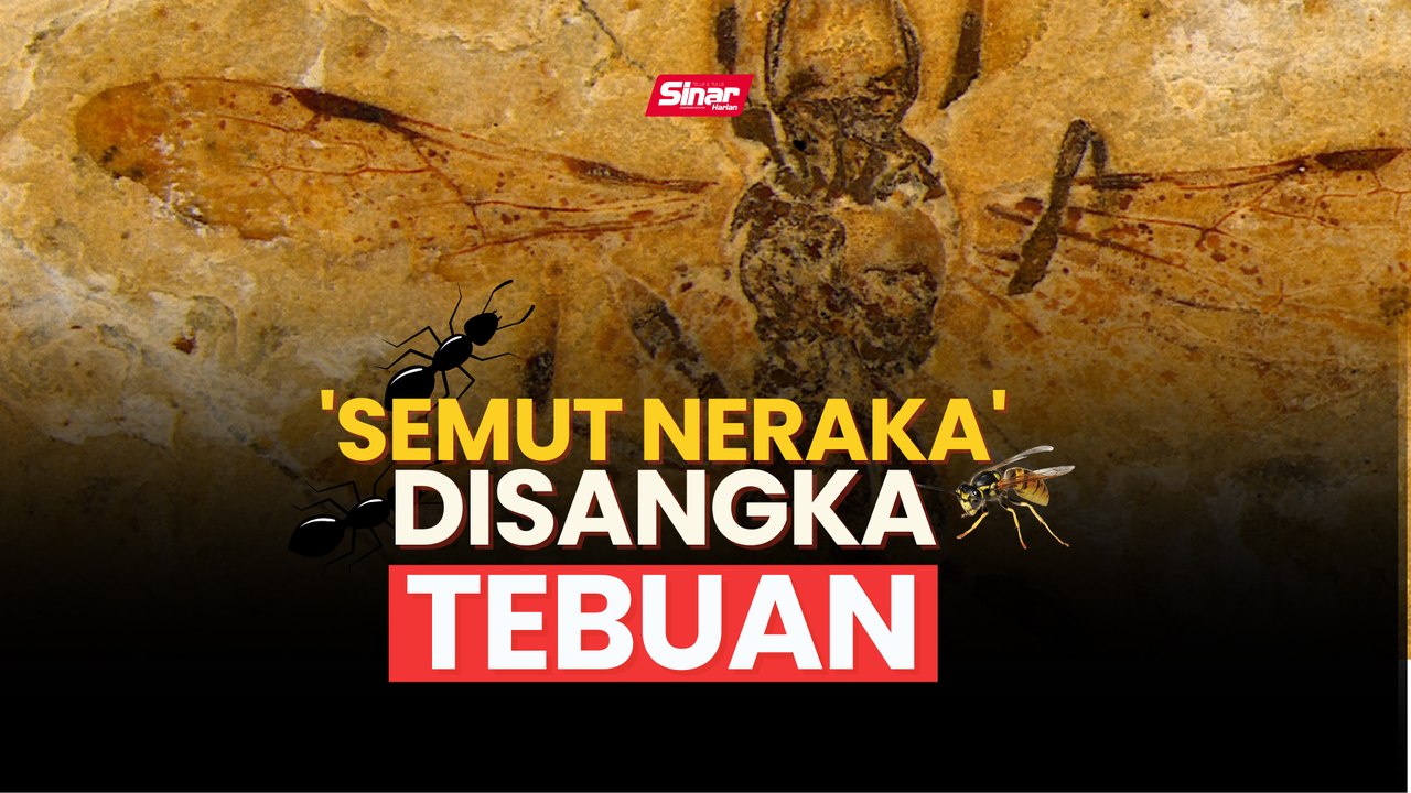 'Semut Neraka' disangka tebuan