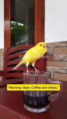 'Morning vibes: Coffee and chirps."
