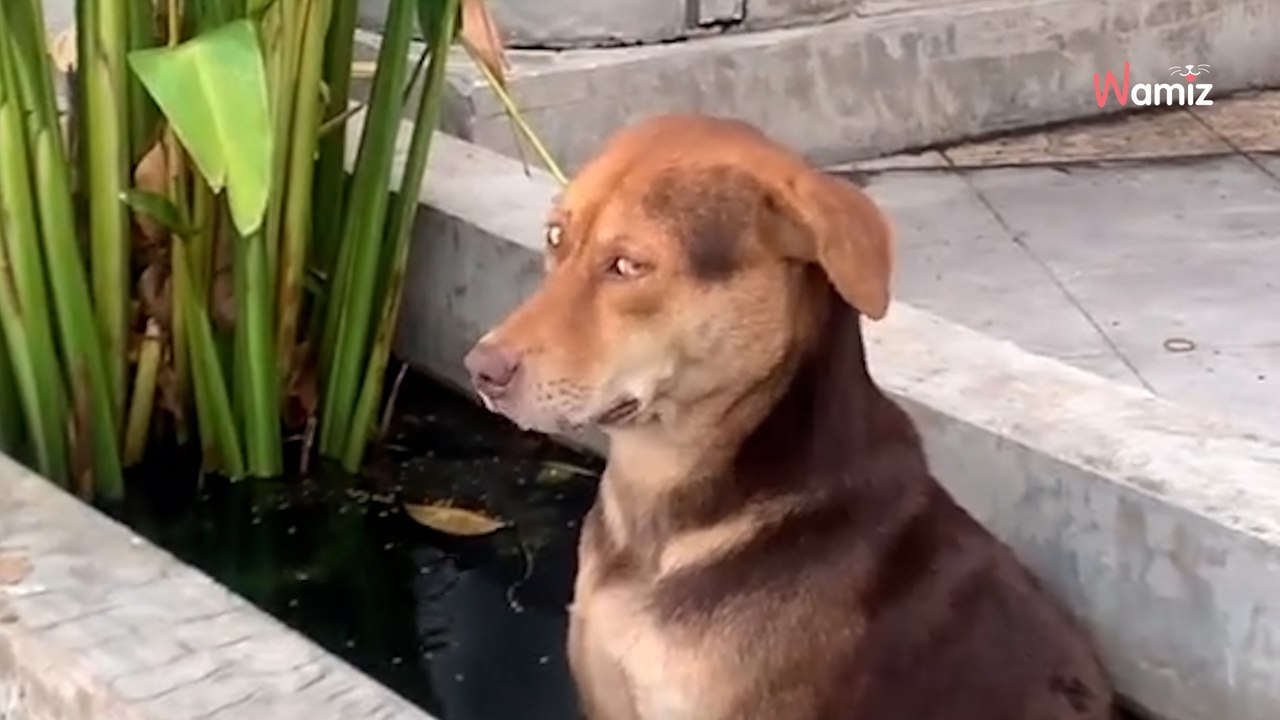 Welche Pflanze ist das? Mehr als 1 Million Menschen lachen sich kaputt (Video)