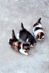 cute kitten 😼❤️ #cat #pets #kitten