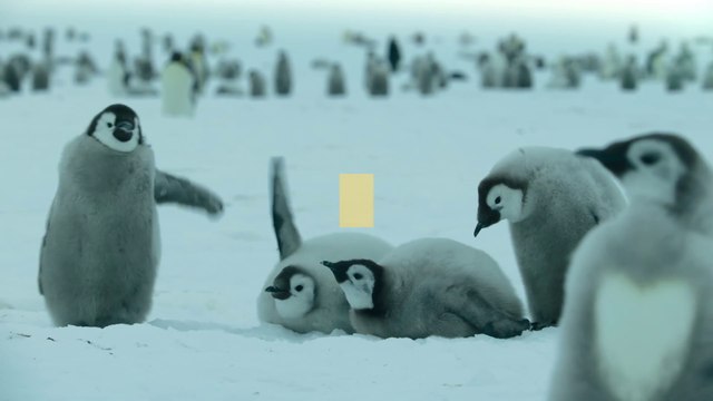 Les Secrets des manchots - saison 1 Bande-annonce VF