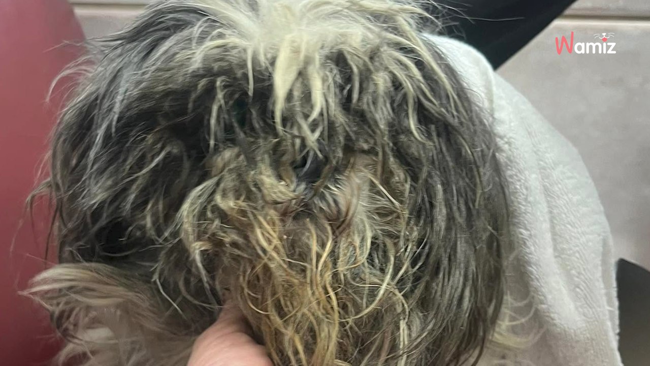 Dog survives six months in car park: community rallies to change his life