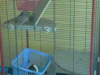 les filles en sortie sur le lit