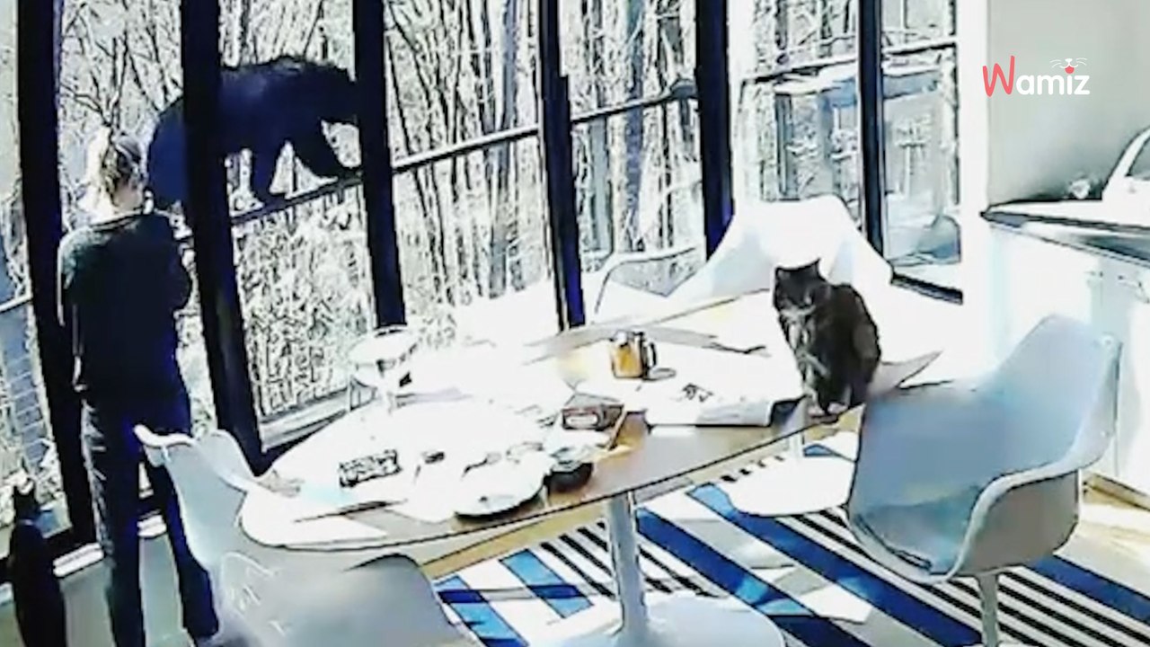 Elle voit son chat foncer se cacher sous le canapé et comprend qu'il se passe quelque chose dehors (Vidéo)