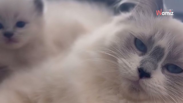 Des chatons sont dans une boîte avec leur mère et il en manque un : il est retrouvé dans un endroit inattendu (vidéo)