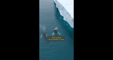 Reportage : l'Antarctique, le garde-manger des baleines