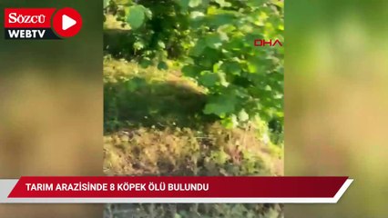 8 köpeği tavuk parçalarıyla zehirlediler!