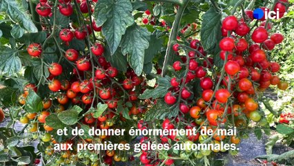 Roland Motte, jardinier : les meilleures plantes pour un potager productif