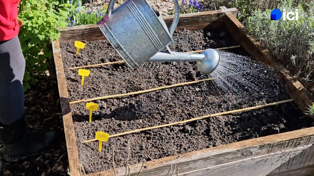 Roland Motte, jardinier : que planter dans un carré potager ?