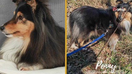 Malgré sa beauté et la popularité de sa race, la grande timidité de cette chienne l'empêche de trouver une famille