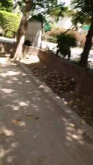 Summer Afternoon Walk in the Park