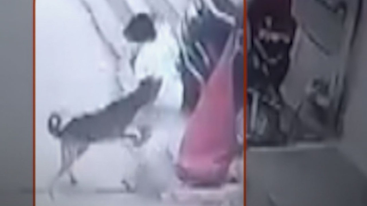 MP: Seoni में बच्ची को आवारा कुत्ते ने नोंचा