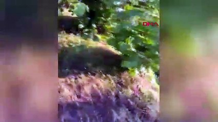 Yine bir katliam... Tarım arazisinde 8 köpek ölü bulundu