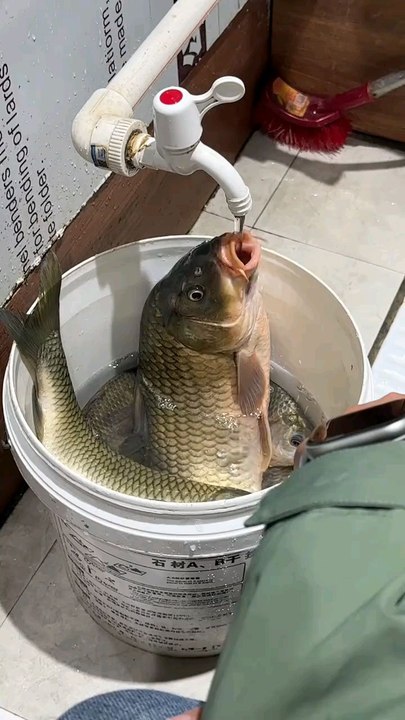 Fish