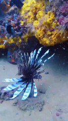 Mergulhadores capturam peixe no Porto da Barra