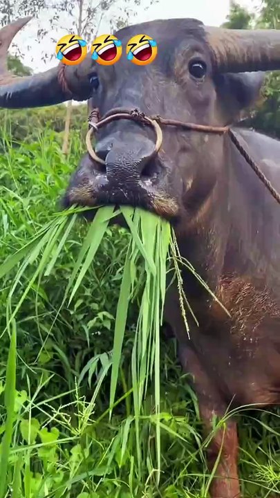 Animal Goal ✨