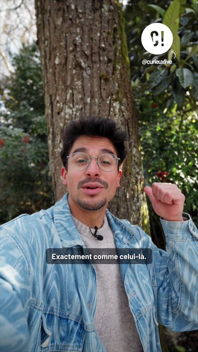 Ces arbres sont comme des Formule 1 🏎️🌳
