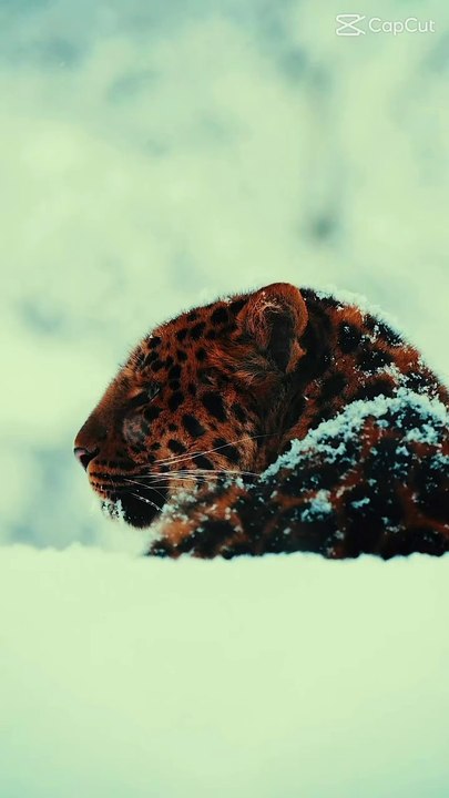 Snow animals