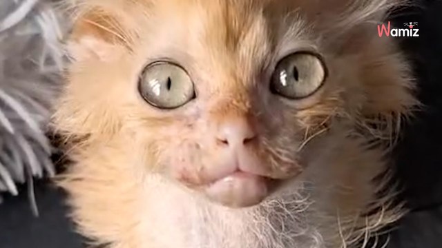 Il veut euthanasier son chaton gravement malade : les sauveteurs n'ont pas dit leur dernier mot (vidéo)