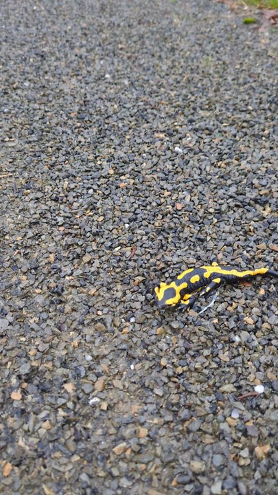 salamandre