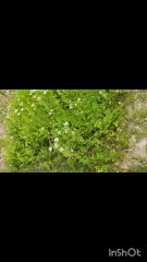 . "Kitchen Superstars: Mint & Coriander"