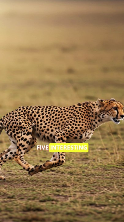 5 fact about Cheetah that will blow your mind