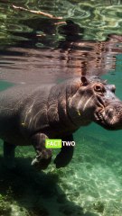 5 fact about Hippopotamus that will blow your mind