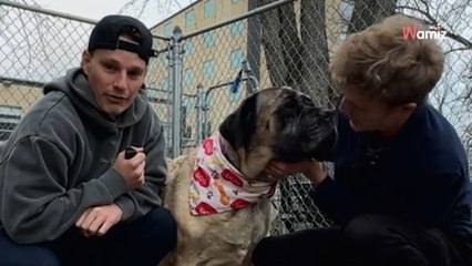 Après une vie en cage, personne ne veut adopter cette chienne : deux jeunes font l'impossible pour l'aider (vidéo)