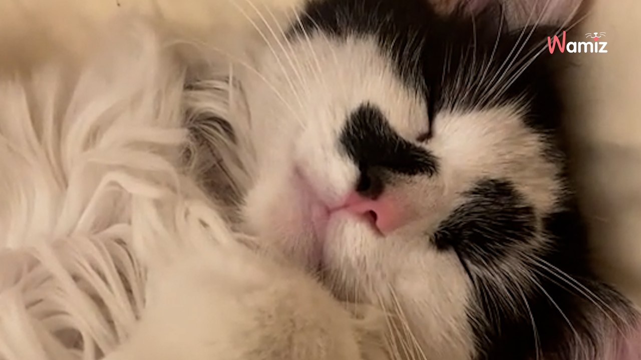 Elle voit un chat dormir dans son lit : surprise, ce n’est pas le sien !
