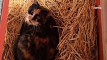La fermière regarde dans l'abri du chat et y découvre une invitée tout à fait inattendue (Vidéo)