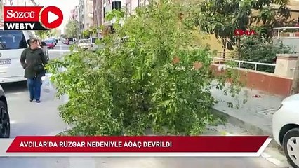 Avcılar’da rüzgar nedeniyle ağaç devrildi