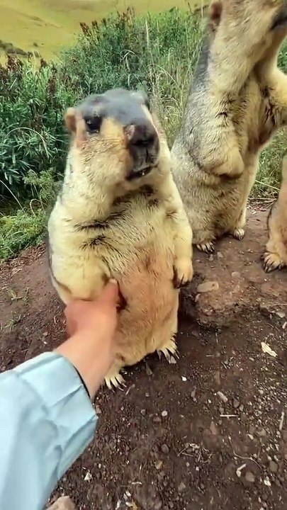 Arguing beavers
