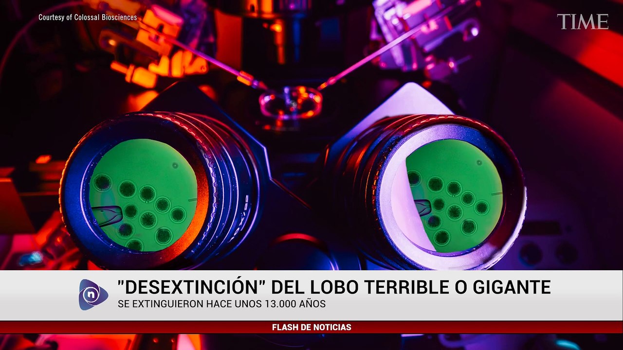 DESEXTINCIÓN DEL LOBO TERRIBLE O GIGANTE