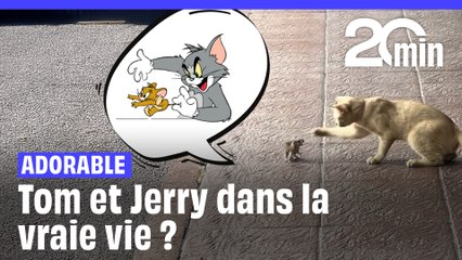 Tom et Jerry aperçus à Bangkok