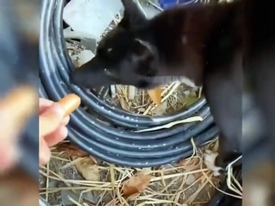 Collection of funny videos of pets