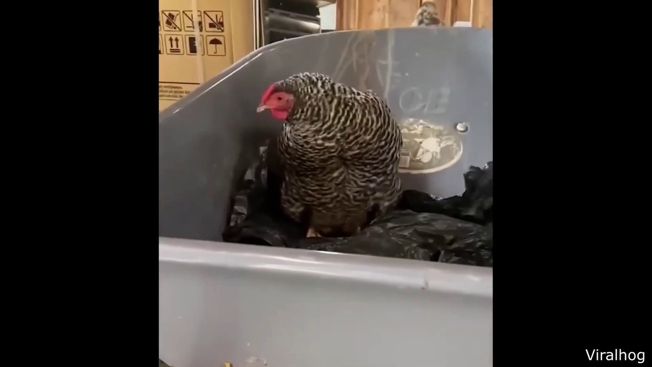 Funny animals