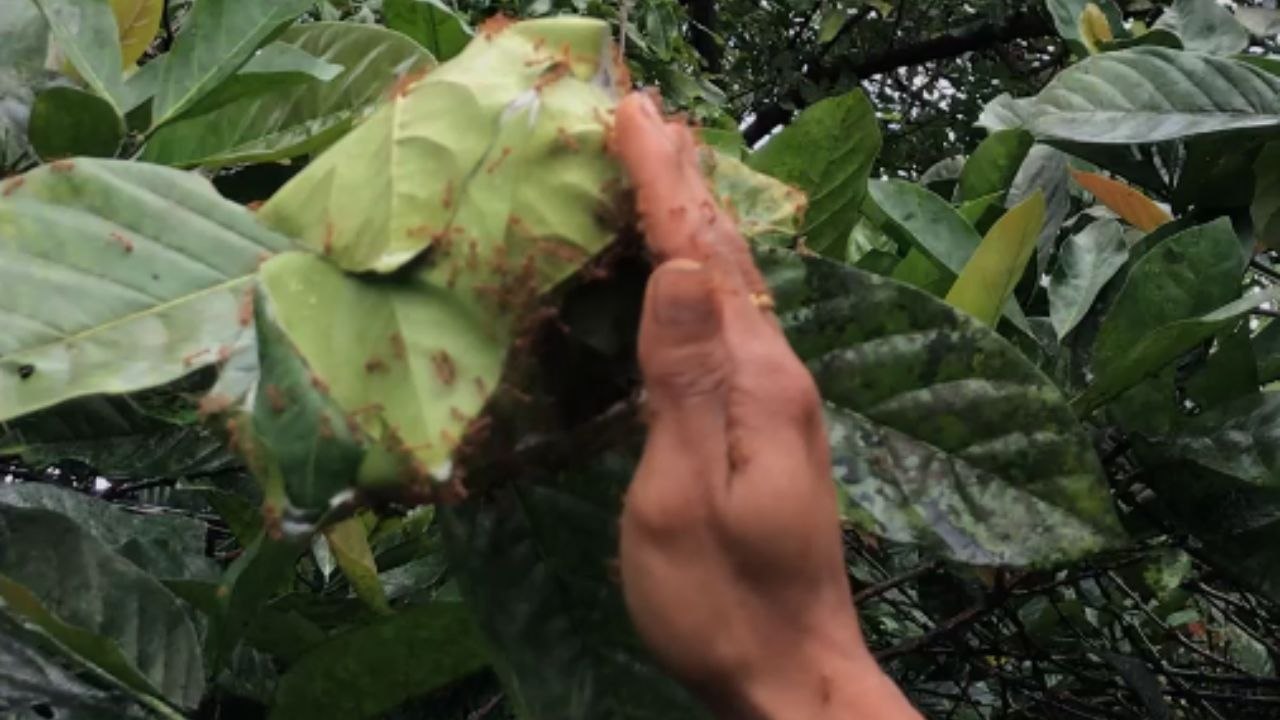Local guide crushes red ants with bare hands and eats them without hesitation