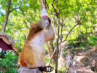 There is barrier-free communication between humans and animals. Now that they can all talk, they seem to have become spirits.